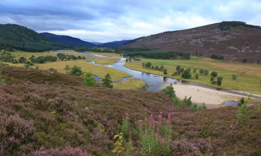 A view across a river valley on the Mar Lodge Estate, with purple heather in the foreground and atmospheric hills beyond.